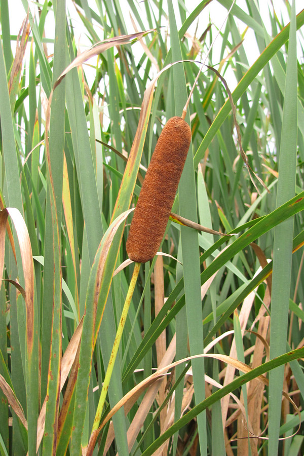 Изображение особи Typha intermedia.