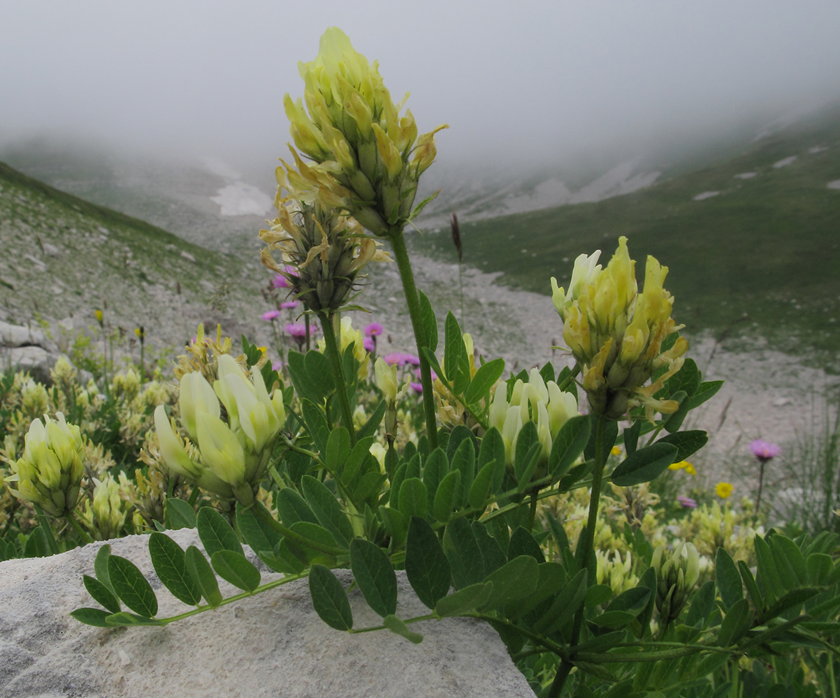 Изображение особи Astragalus freynii.