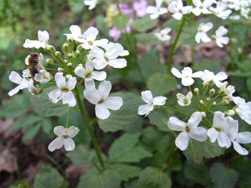 Изображение особи Pachyphragma macrophyllum.