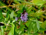 Vicia sepium