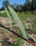 Salix elbursensis. Часть побега и лист с поражениями (вид снизу). Краснодарский край, Абинский р-н, г. Абинск, берег р. Абин. 01.10.2016.