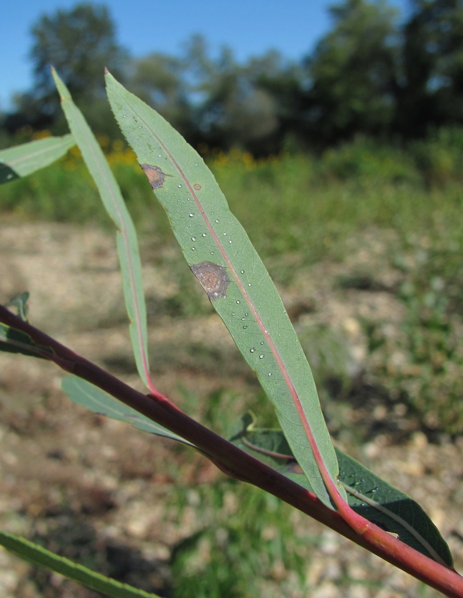 Image of Salix elbursensis specimen.