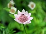 Astrantia maxima. Соцветие с кормящейся мухой. Кабардино-Балкария, Эльбрусский р-н, гора Чегет, выс. около 2100 м н.у.м., опушка березняка. 11.07.2016.