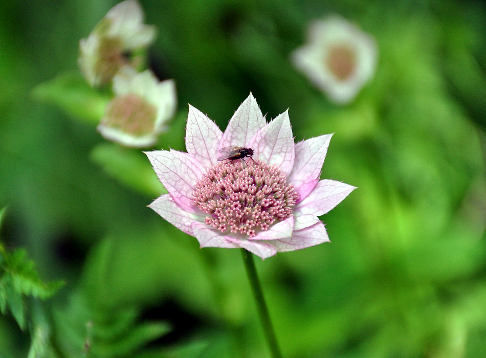 Image of Astrantia maxima specimen.