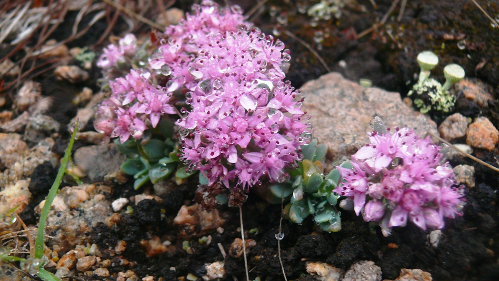 Изображение особи Hylotelephium cyaneum.