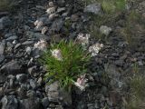 Silene chamarensis