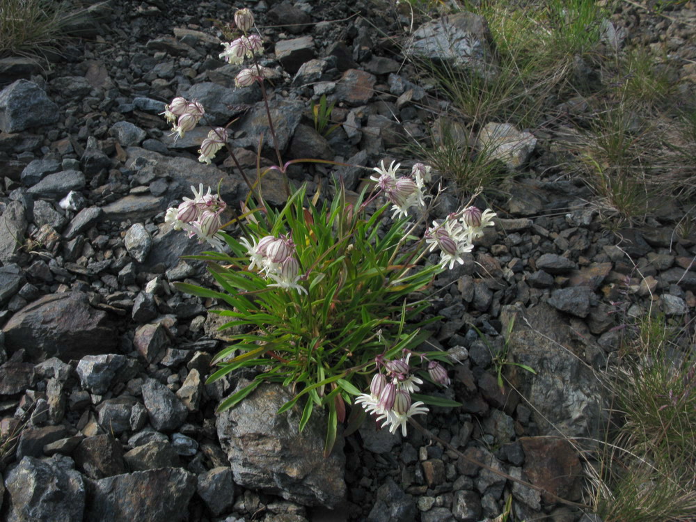 Изображение особи Silene chamarensis.