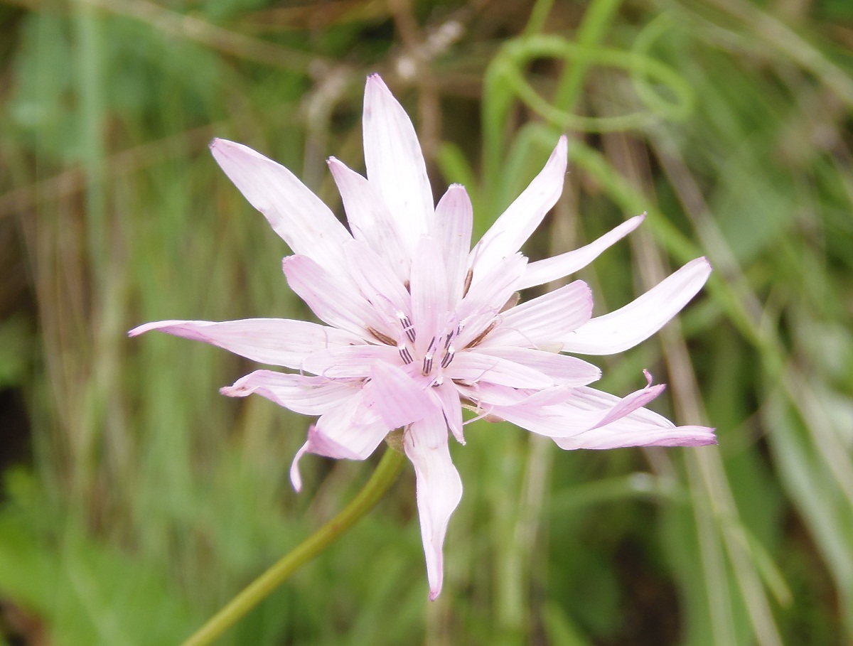 Image of Scorzonera purpurea specimen.