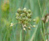 Allium obliquum