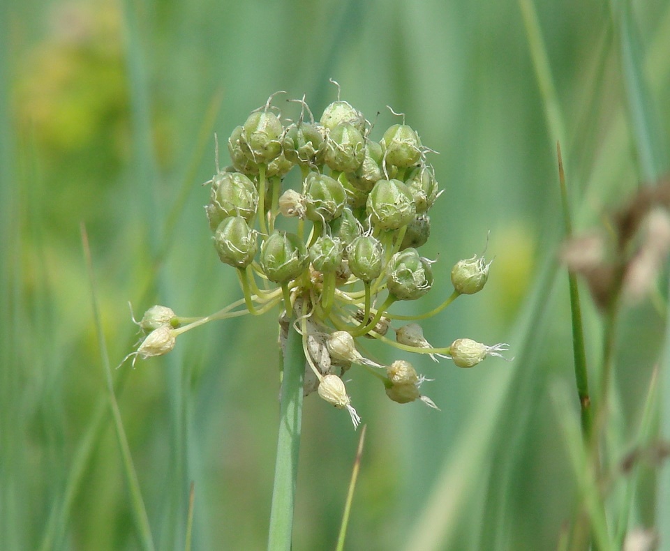 Image of Allium obliquum specimen.