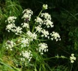 Chaerophyllum prescottii