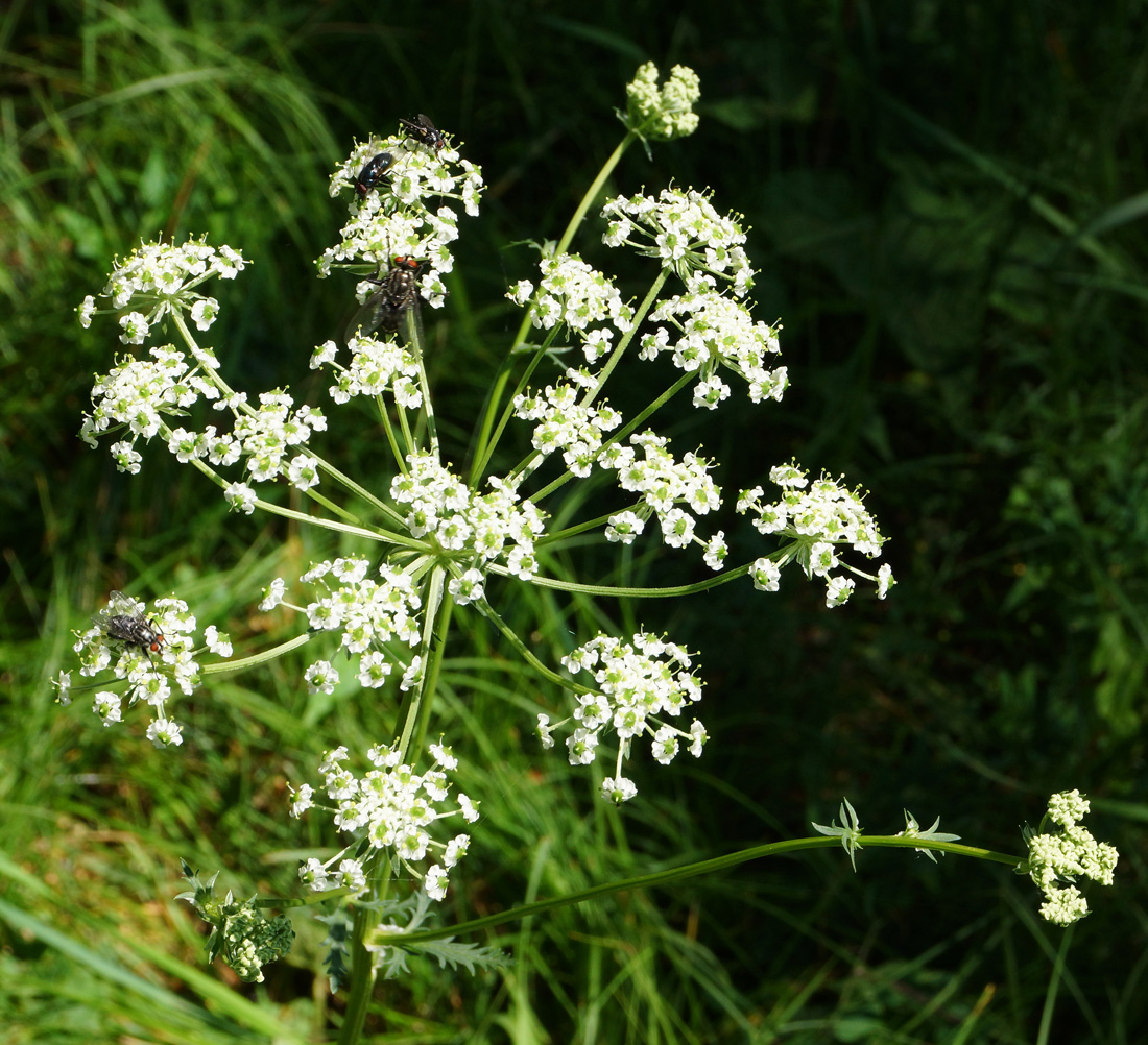 Изображение особи Chaerophyllum prescottii.