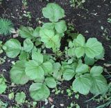 Geum aleppicum