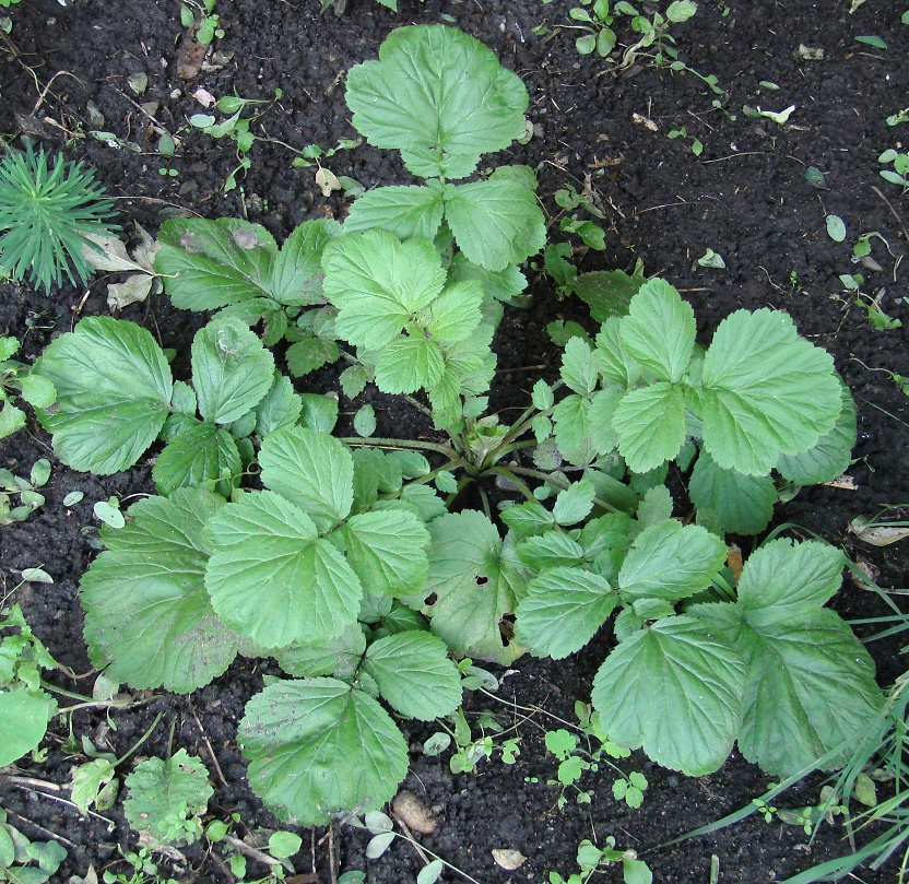 Image of Geum aleppicum specimen.