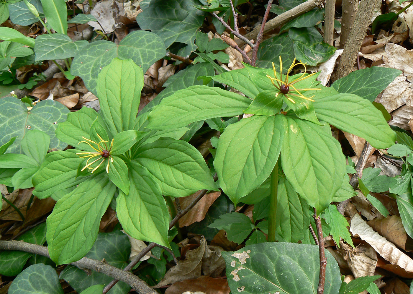 Image of Paris incompleta specimen.