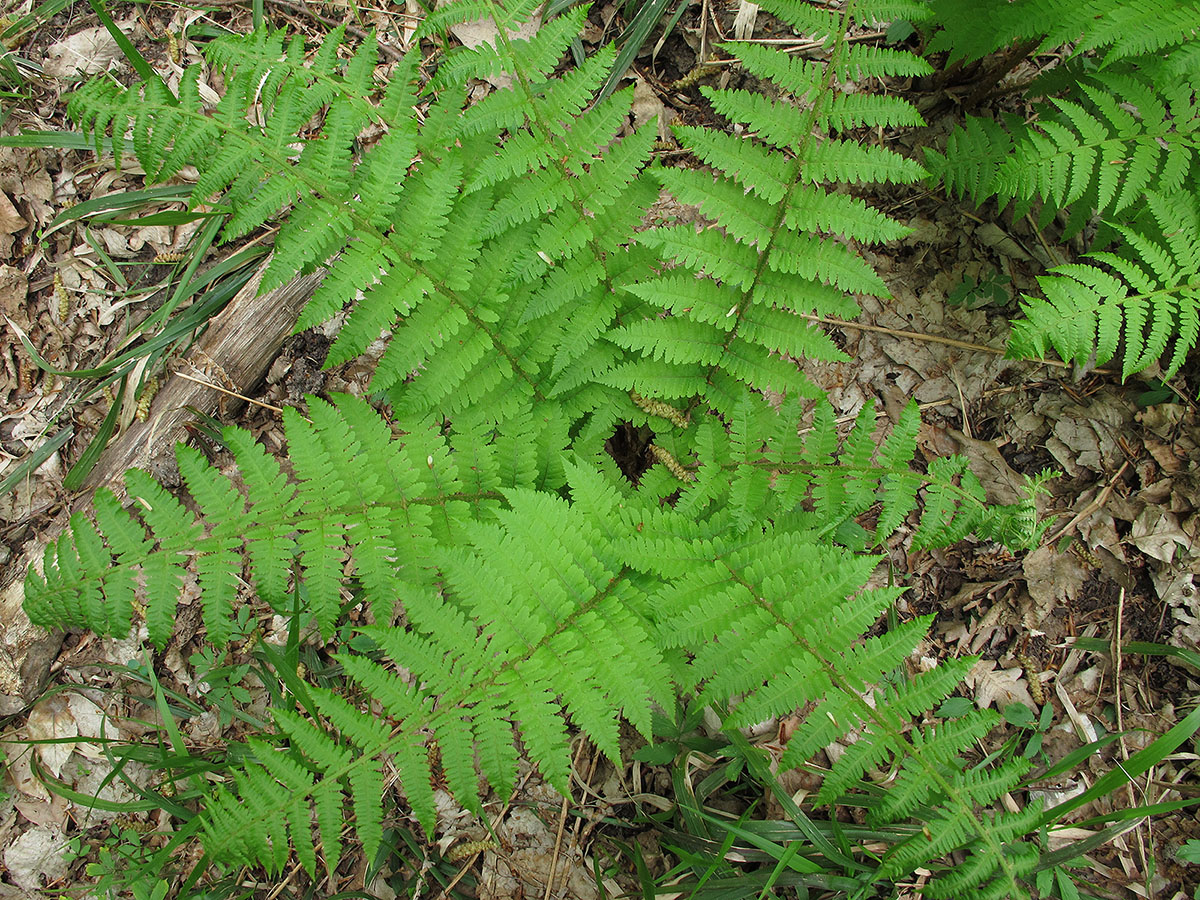 Image of Dryopteris filix-mas specimen.