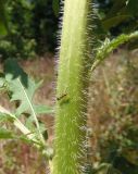Sisymbrium loeselii