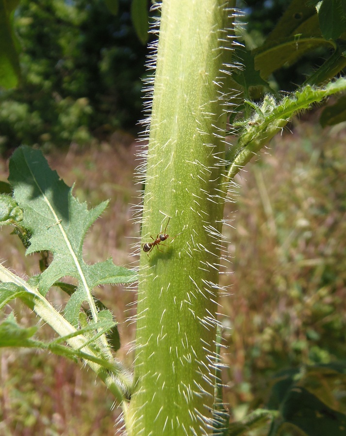 Изображение особи Sisymbrium loeselii.
