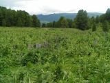 Aconitum leucostomum. Цветущие растения на субальпийском лугу. Республика Алтай, Семинский хр., верховья р. Курота, 1900 м н. у. м. 13 июля 2007 г.