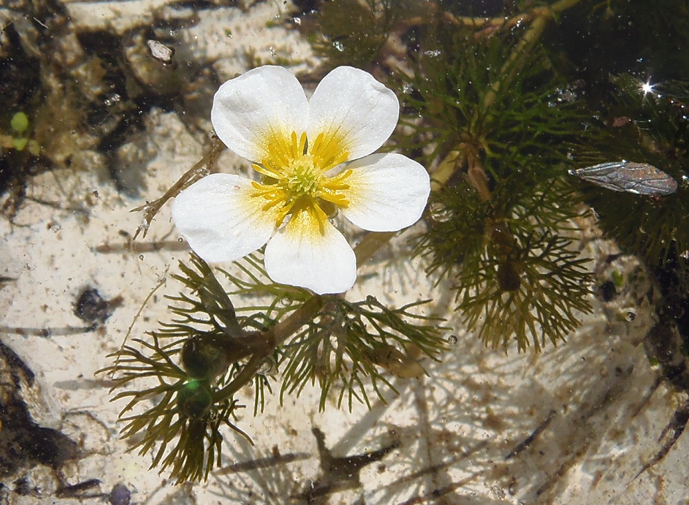 Image of Ranunculus trichophyllus specimen.
