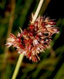 Juncus inflexus