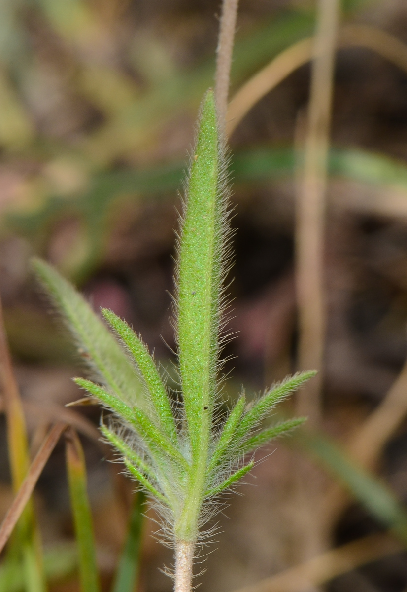 Image of Lomelosia palaestina specimen.