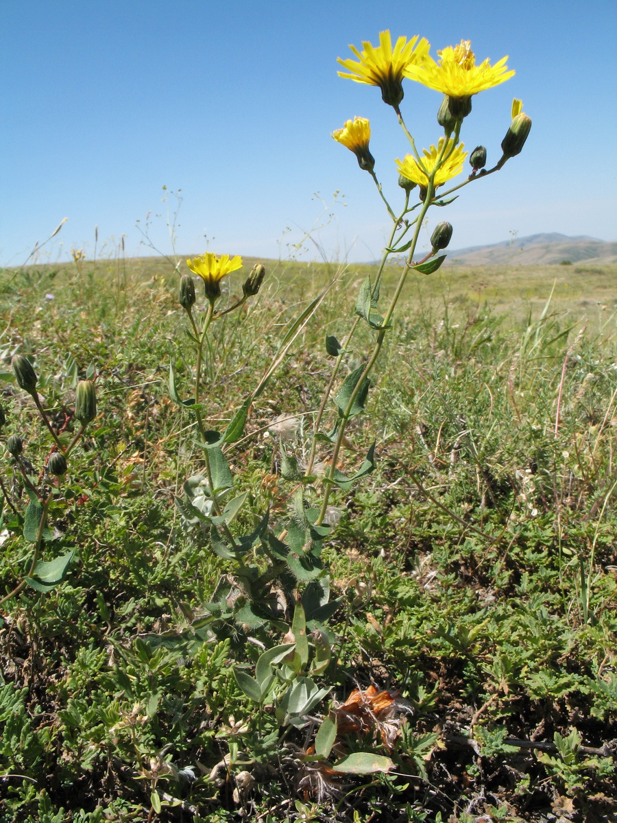 Изображение особи Hieracium virosum.