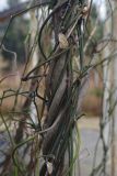 genus Aristolochia. Побеги. Украина, г. Киев, дендропарк, в культуре. 15.03.2017.