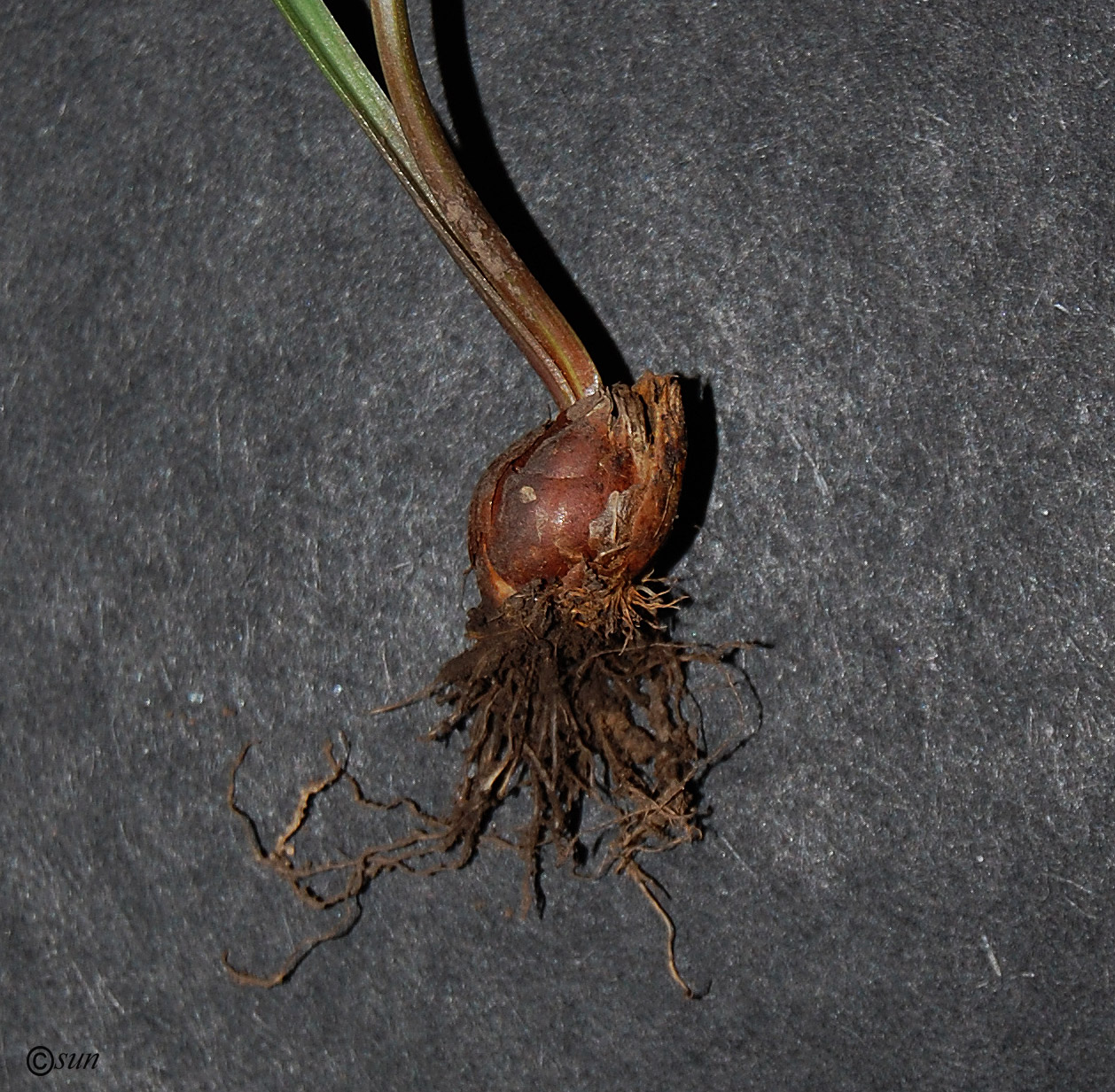 Image of genus Gagea specimen.