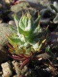 Ceratocephala incurva