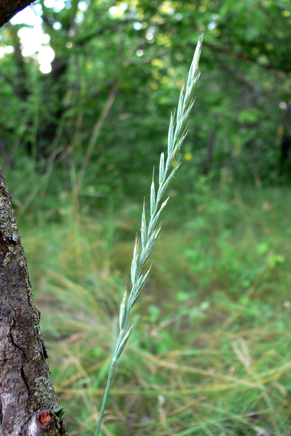 Image of Elytrigia repens specimen.