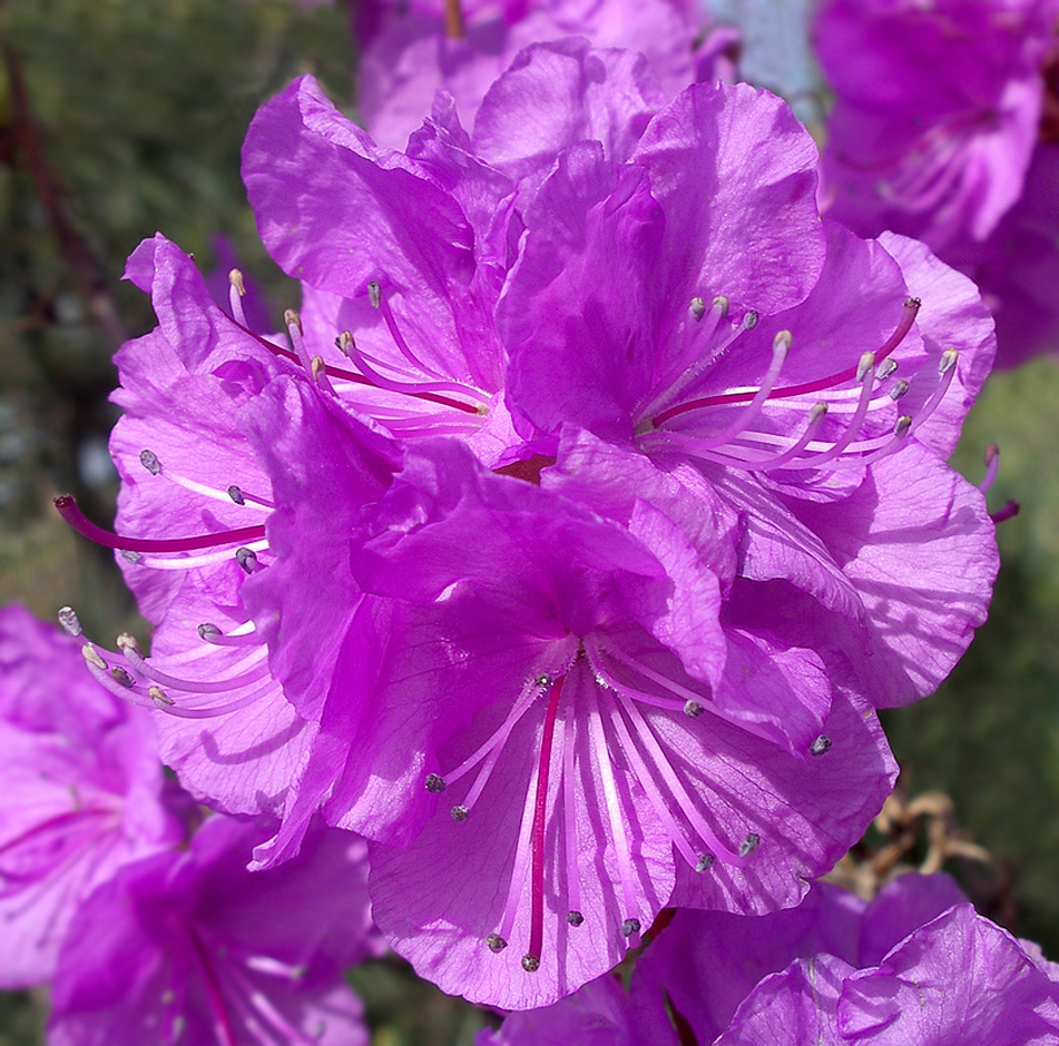 Image of Rhododendron sichotense specimen.