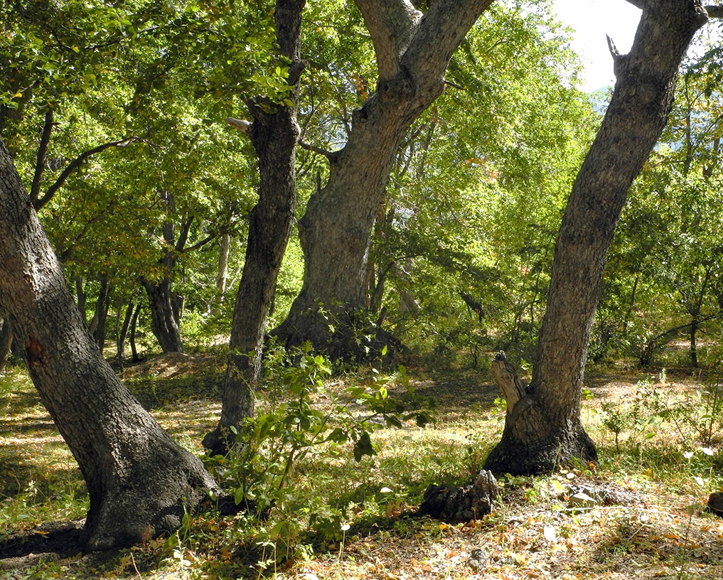 Изображение особи Nothofagus obliqua.