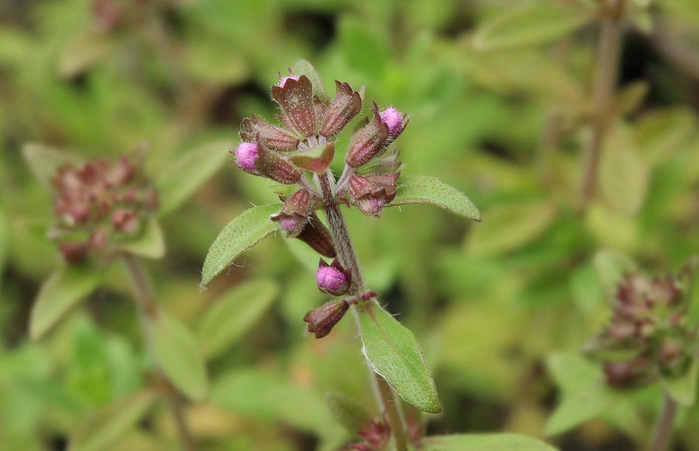 Image of Thymus amurensis specimen.