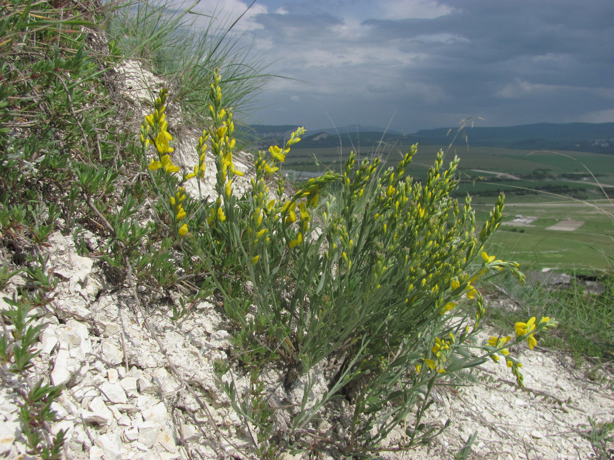 Image of Genista taurica specimen.