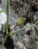 Arenaria uralensis
