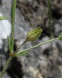 Arenaria uralensis. Часть побега с плодом. Крым, окр. Севастополя, Чернореченский каньон, каменистая осыпь в можжевеловом редколесье. 26 мая 2017 г.