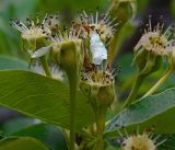 Pyrus communis