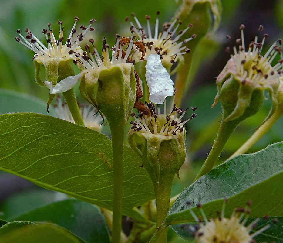 Изображение особи Pyrus communis.