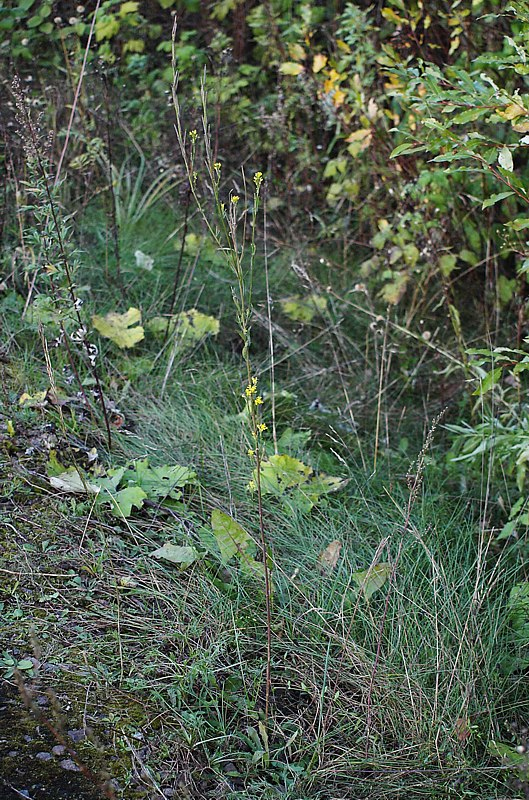 Image of Erysimum hieraciifolium specimen.