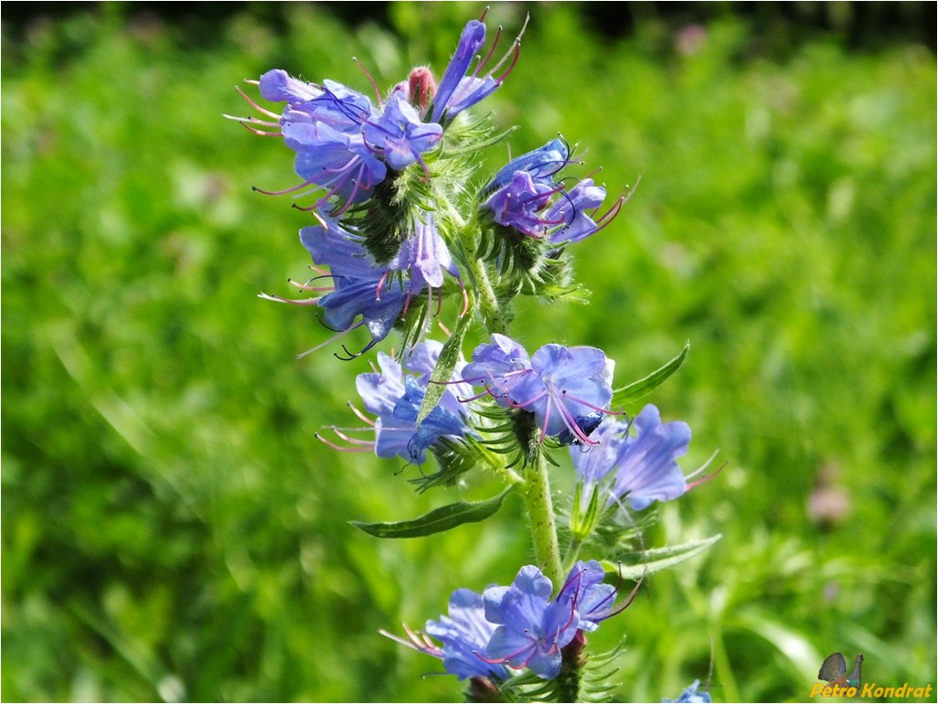 Изображение особи Echium vulgare.