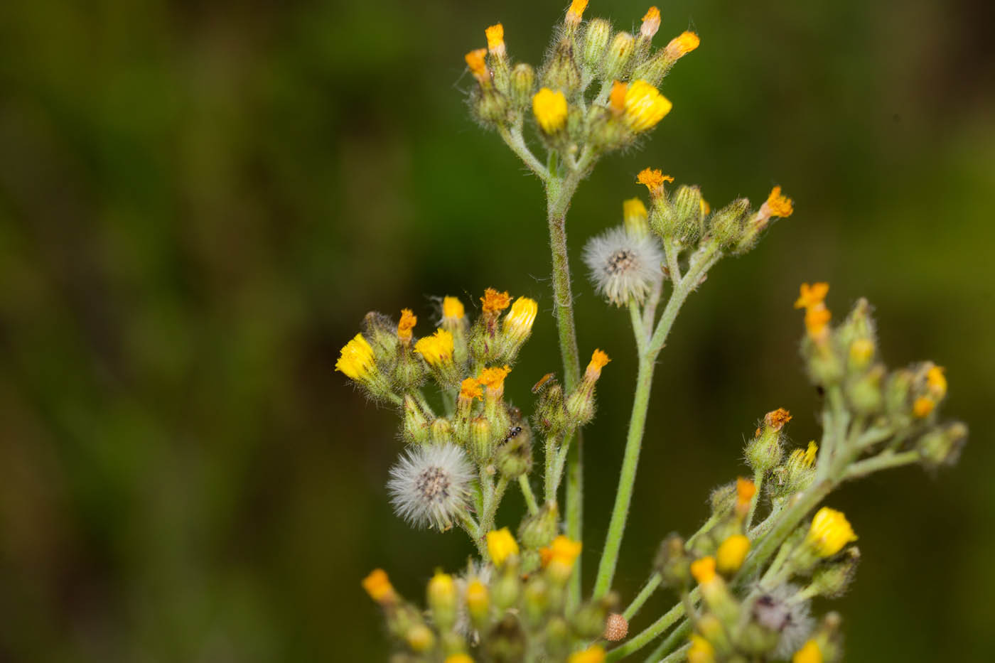 Image of genus Pilosella specimen.