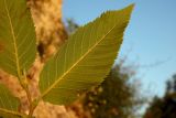 Ostrya carpinifolia. Лист (нижняя сторона). Республика Адыгея, Майкопский р-н, ок. 2,5 км северо-восточнее ст. Даховская, хребет Скалистый (Уна-Коз), скала Чёртов Палец, на скалистом обнажении, выс. ок. 1000 м н.у.м. 02.07.2017.