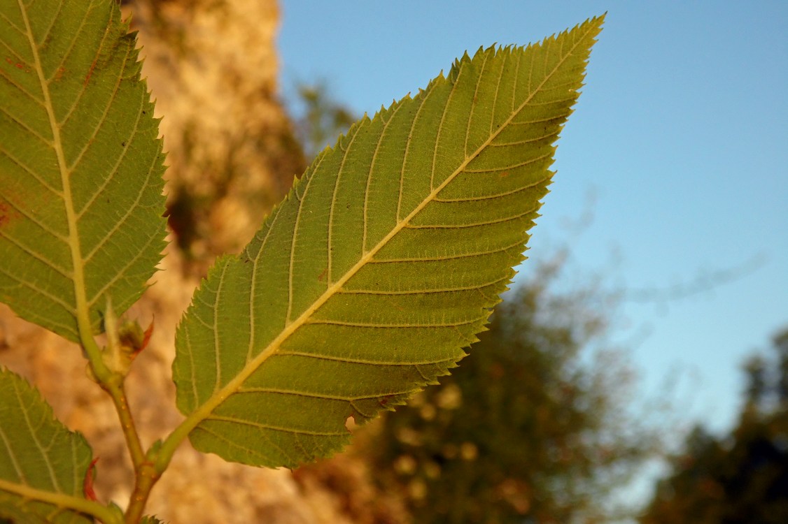 Изображение особи Ostrya carpinifolia.