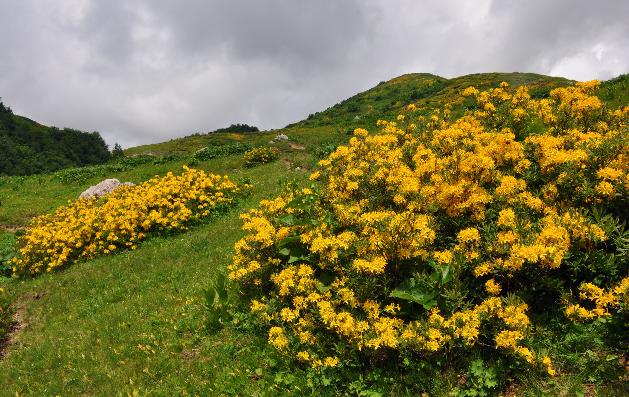 Image of Rhododendron luteum specimen.