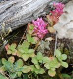 Sedum spurium. Цветущее растение. Адыгея, окр. плато Лагонаки, каменистый склон. 17.08.2008.
