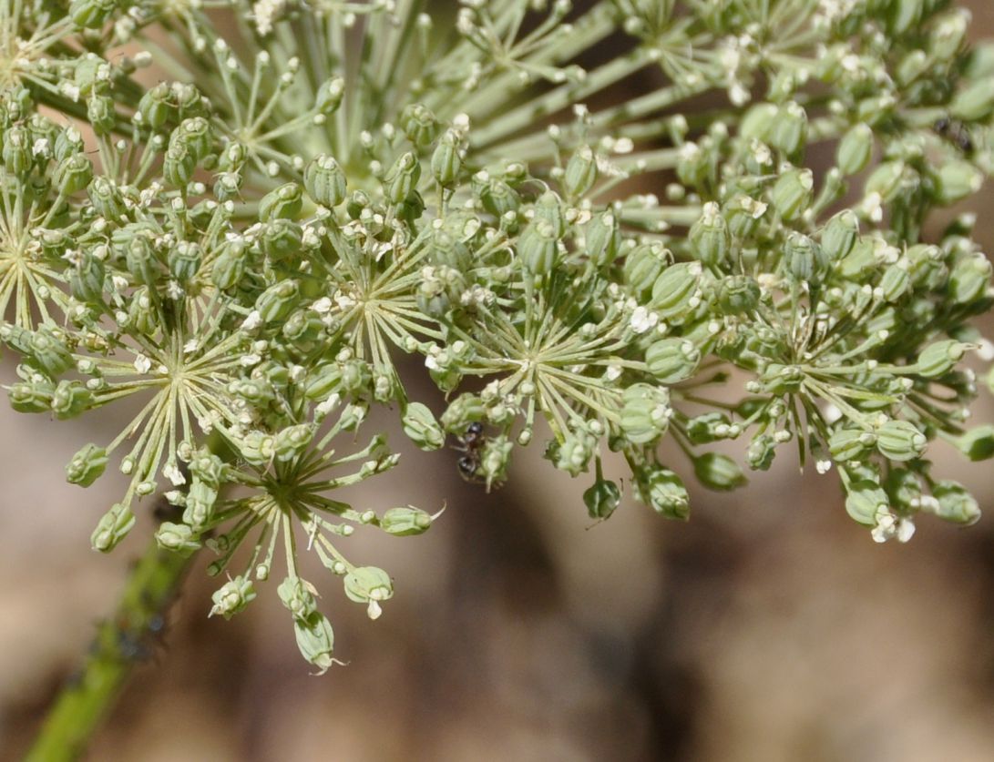 Изображение особи семейство Apiaceae.