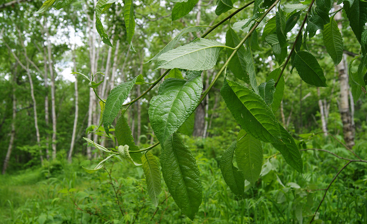 Image of Salix caprea specimen.