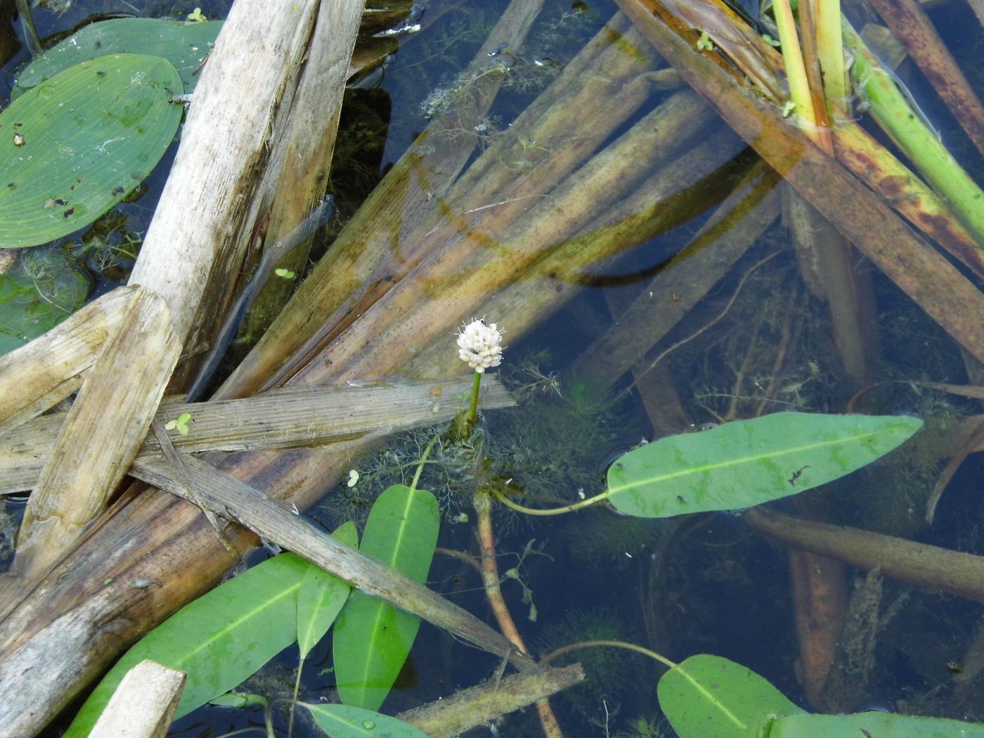 Изображение особи Persicaria amphibia.