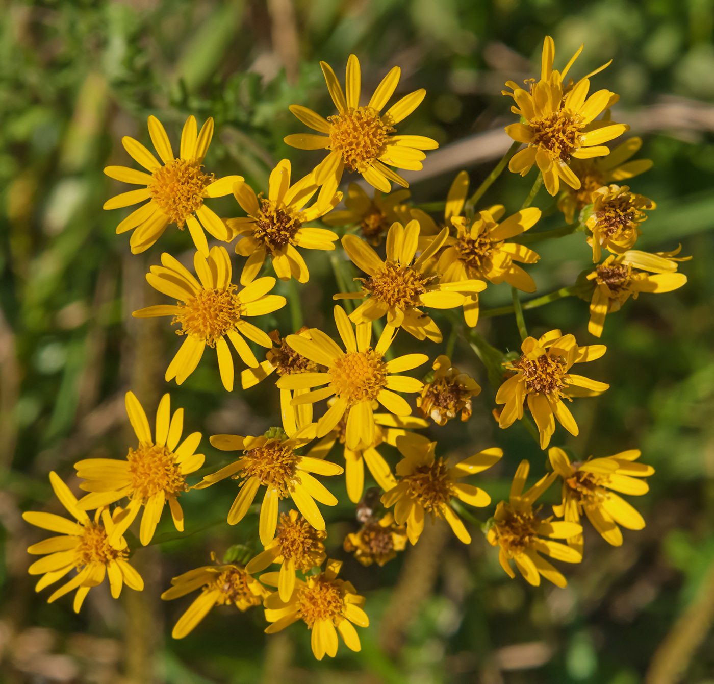 Изображение особи Senecio erucifolius.